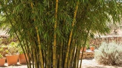 Bambú Mediterráneo