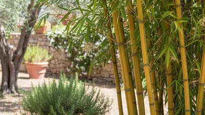 Bambù Mediterraneo