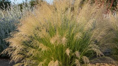 Bamboo Muhly