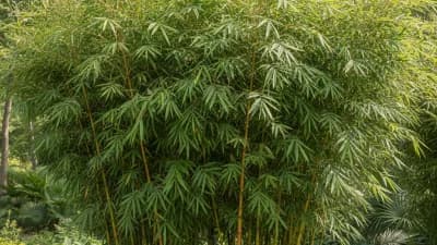 Bamboo