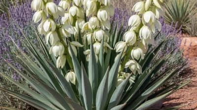 Banana Yucca
