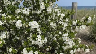 Beach Plum