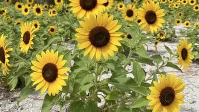 Beach Sunflower