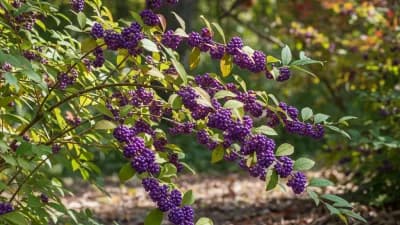 Beautyberry