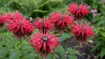 Bee Balm
