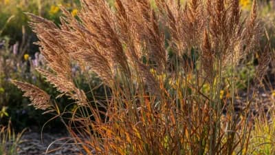 Big Bluestem