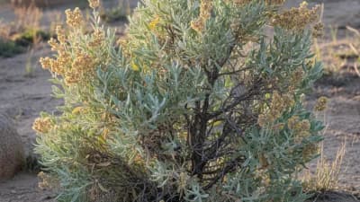 Big Sagebrush
