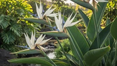 Bird of Paradise