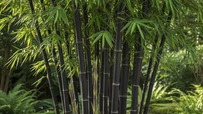 紫竹
