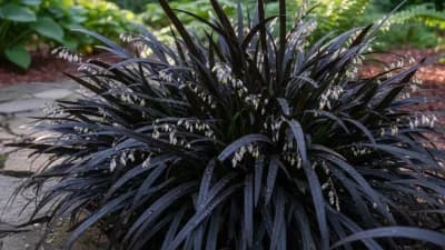 Black Mondo Grass