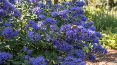 Blauwspirea