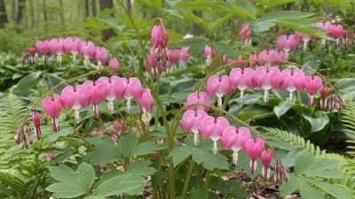 Bleeding Heart