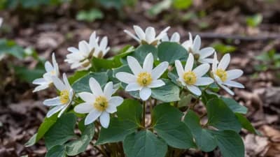 Bloodroot