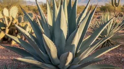 Blue Agave
