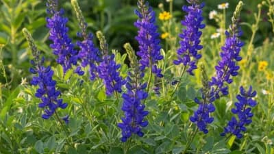 Blue False Indigo