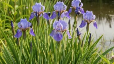 Blue Flag Iris