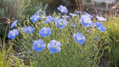 Blue Flax