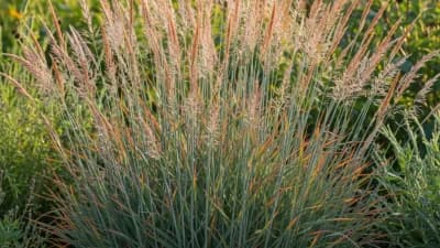 Blue Glow Little Bluestem
