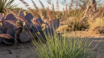Blue Grama Grass
