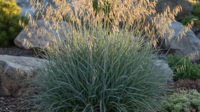 Blue Oat Grass