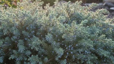 Blue Rug Juniper