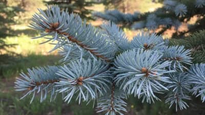 Blue Spruce