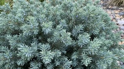 Blue Star Juniper
