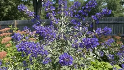 Bluebeard