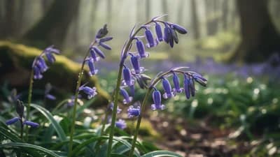 Bluebell
