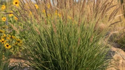 Bluebunch Wheatgrass