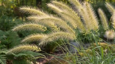Bottlebrush Grass