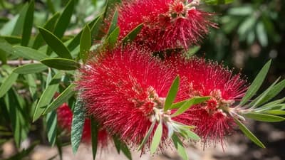 Bottlebrush