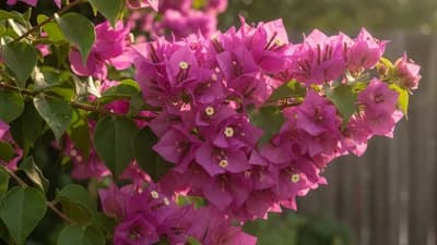 Bougainvillea