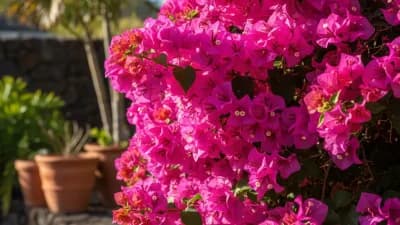 Bougainvillea