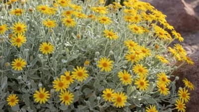 Brittlebush