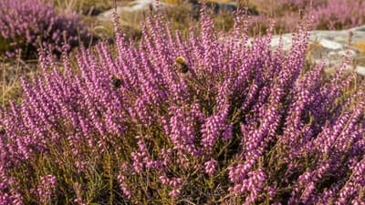 Bruyère Cendrée