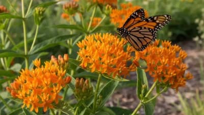 Butterfly Weed