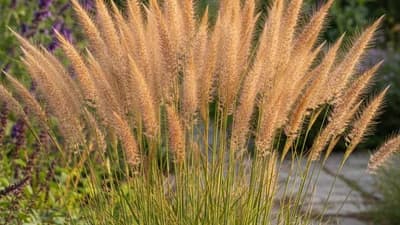 Feather Reed Grass