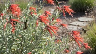 California Fuchsia