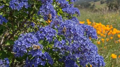 California Lilac