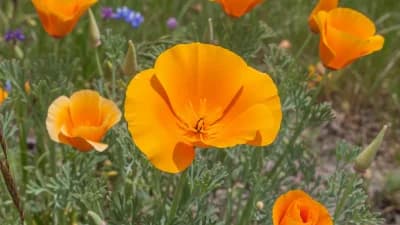 California Poppy