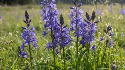 Camas