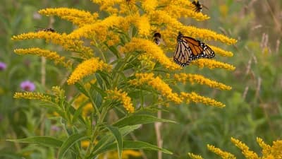 Canada Goldenrod