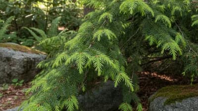 Canadian Hemlock