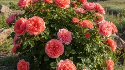 Canadian Rose