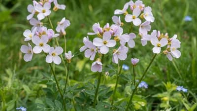 Pinksterbloem