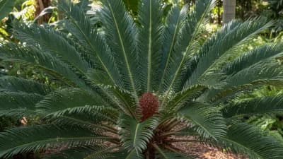 Cardboard Palm