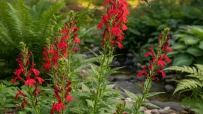 Cardinal Flower