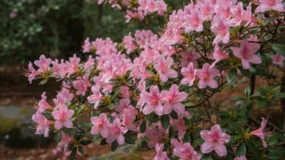 Carolina Azalea