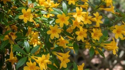 Carolina Yellow Jessamine